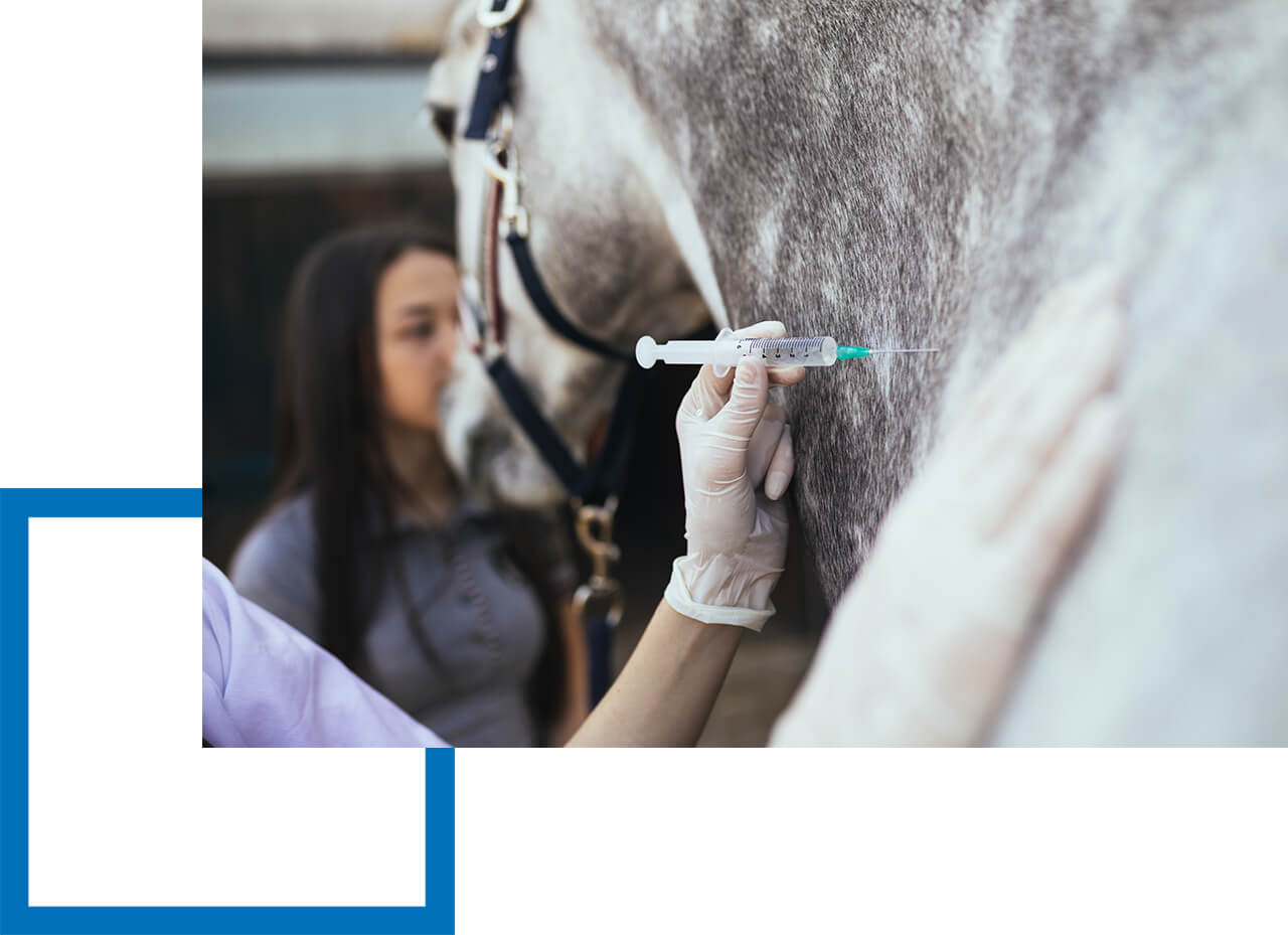 Tierheilpraktiker behandelt Pferd mit Spritze