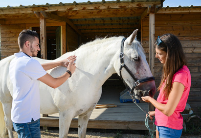 Tierheilpraktiker behandelt ein Pferd