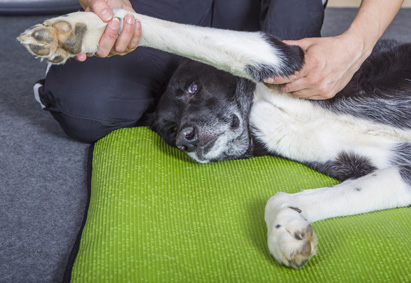 Tierphysiotherapeutin behandelt einen Hund